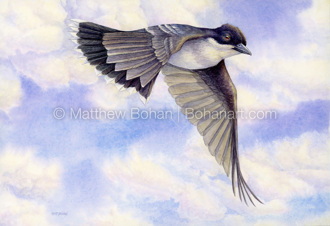 Eastern Kingbird (7x10 Inch Transparent Watercolor on Arches 140lb HP Paper)