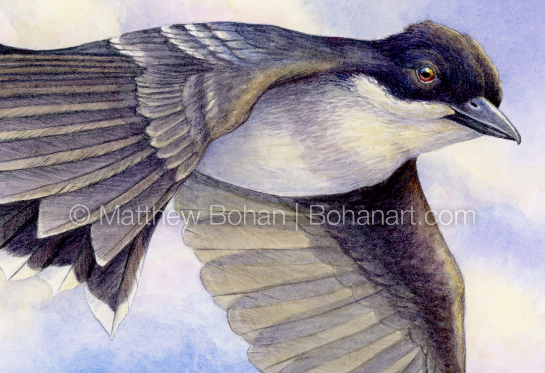 Eastern Kingbird (Detail from 7x10 Inch Transparent Watercolor on Arches 140lb HP Paper)