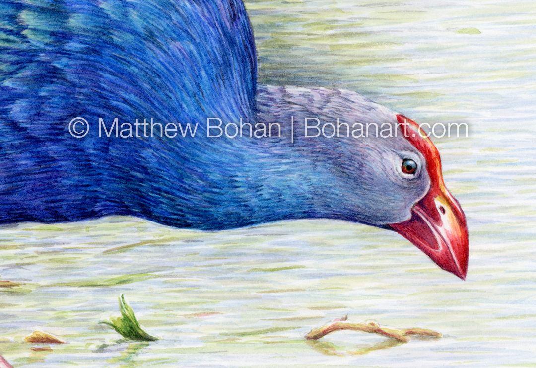 Gray-headed Swamphen (Detail from 7x10 inch Transparent Watercolor on Arches 140lb HP Paper)