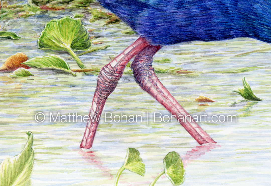 Gray-headed Swamphen (Detail from 7x10 inch Transparent Watercolor on Arches 140lb HP Paper)