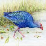 Gray-headed Swamphen (7x10 inch Transparent Watercolor on Arches 140lb HP Paper)
