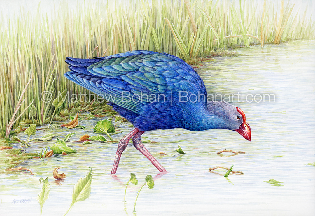 Gray-headed Swamphen (7x10 inch Transparent Watercolor on Arches 140lb HP Paper)