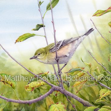 Painting a Bay-breasted Warbler and Its Habitat in Watercolor