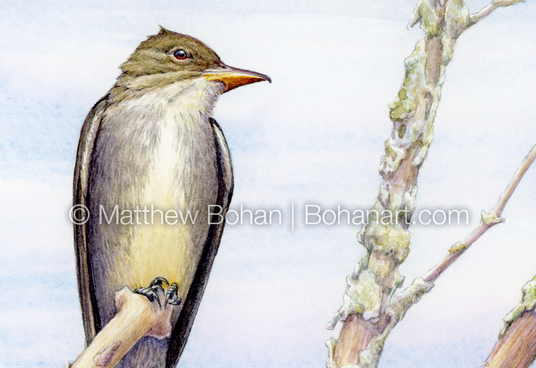 Olive-sided Flycatcher (Detail from 7x10 inch Transparent Watercolor on Arches 140lb HP Paper)