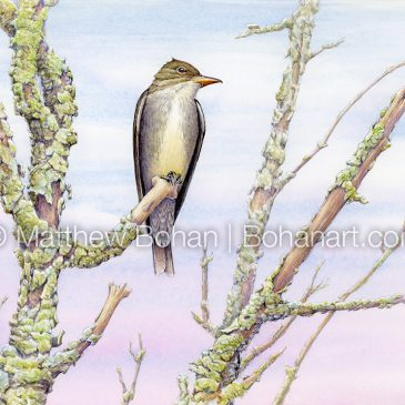 Capturing an Olive-sided Flycatcher in Watercolor