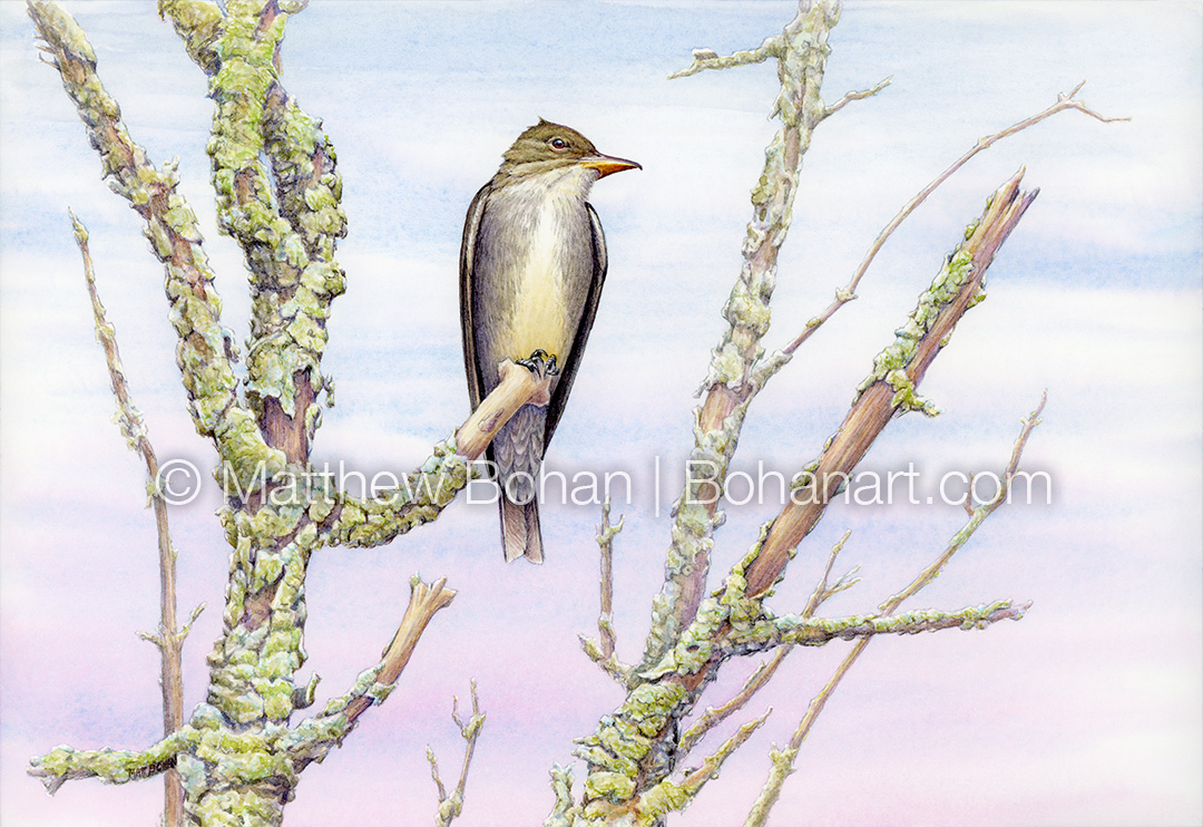 Olive-sided Flycatcher (7x10 inch Transparent Watercolor on Arches 140lb HP Paper)