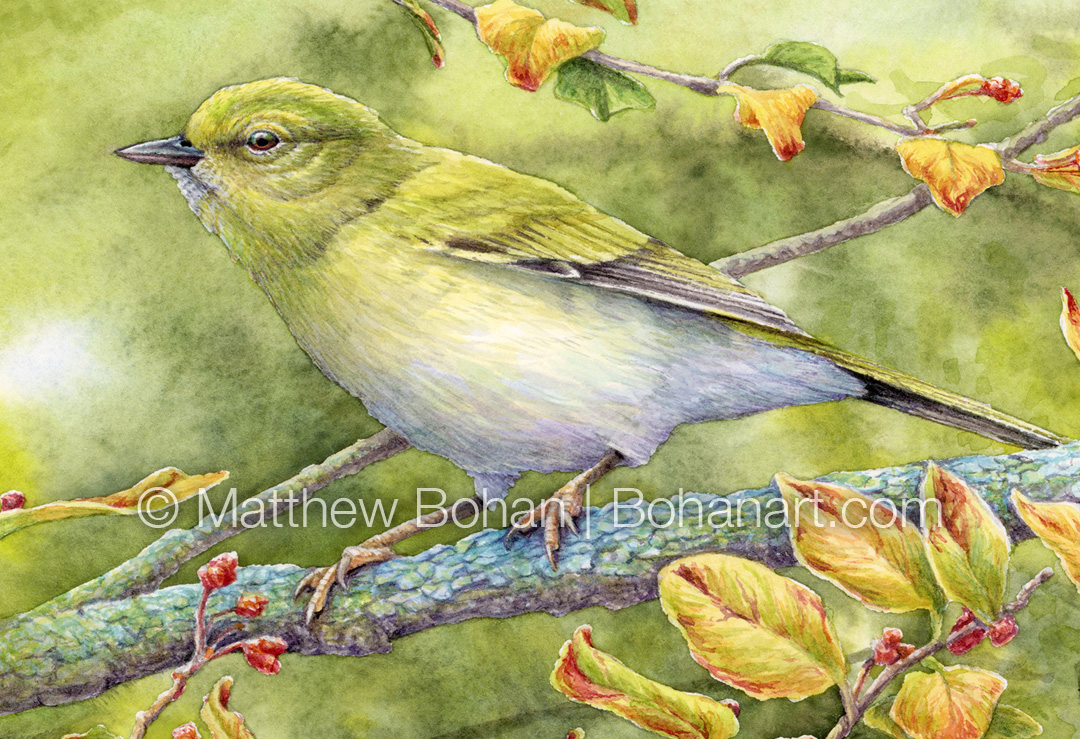Fall Tennessee Warbler (Detail from 7x10 inch Transparent Watercolor on Arches 140lb HP Paper)