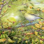 Fall Tennessee Warbler (7x10 inch Transparent Watercolor on Arches 140lb HP Paper)