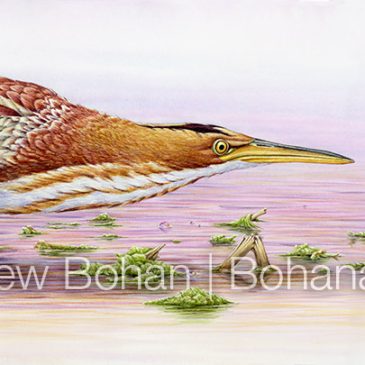 Least Bittern and Female Blue Dasher: A Winter Watercolor