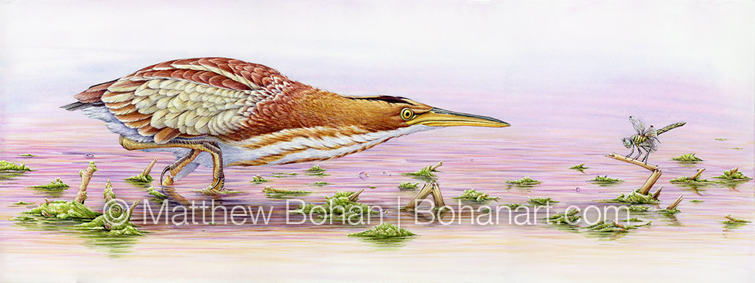 Least Bittern and Female Blue Dasher (9x24 inch Transparent Watercolor on Arches 140lb HP Paper)