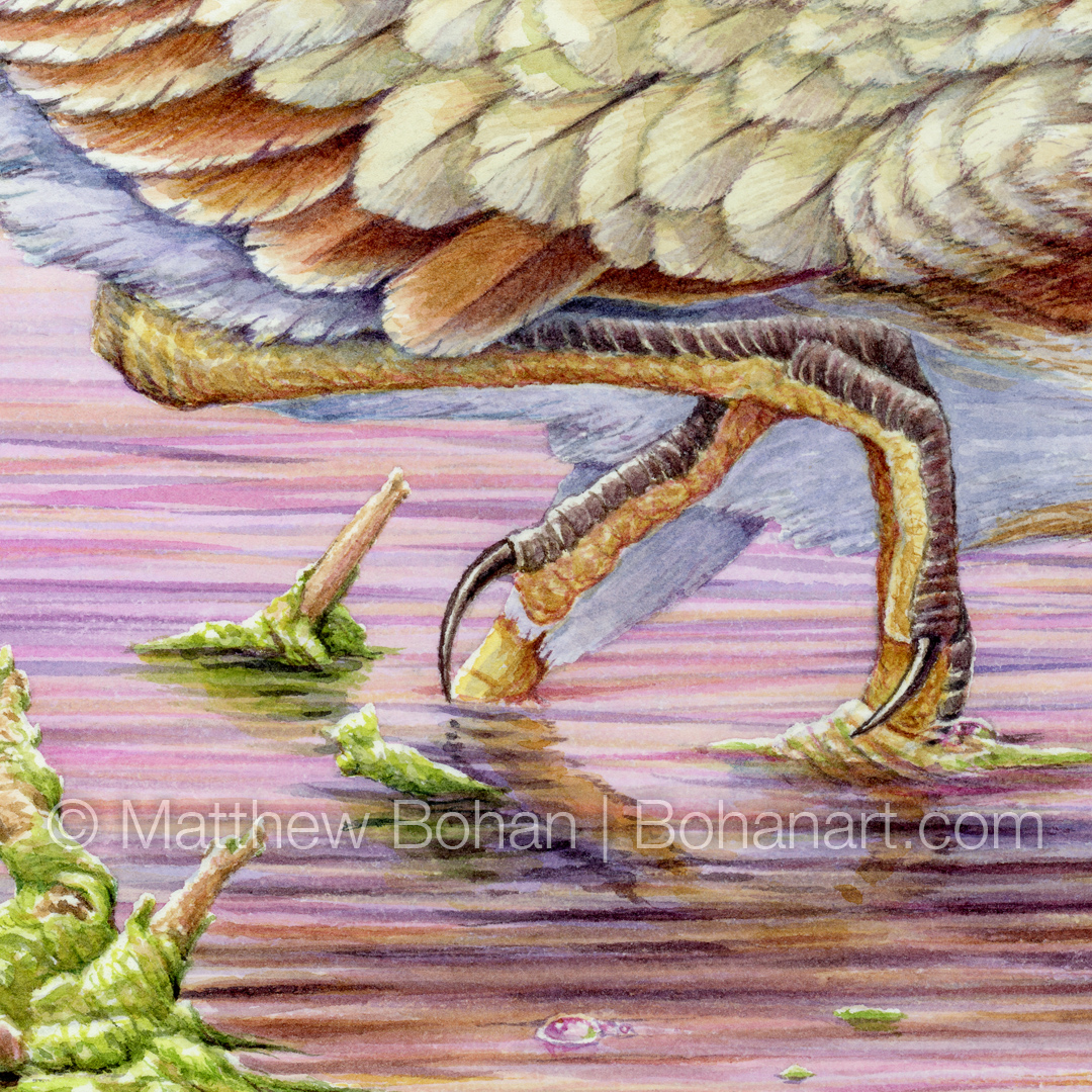 Least Bittern and Female Blue Dasher (Detail from 9x24 inch Transparent Watercolor on Arches 140lb HP Paper)