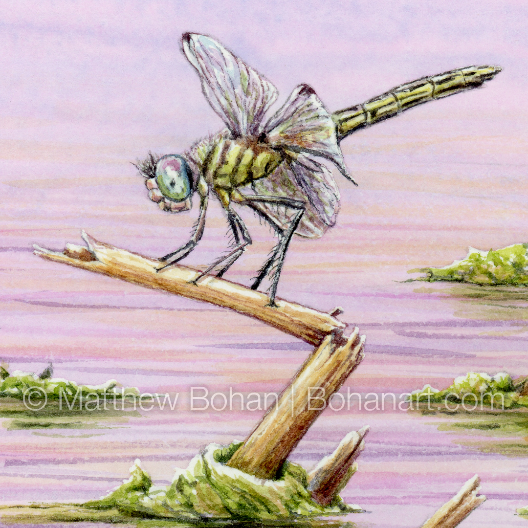Least Bittern and Female Blue Dasher (Detail from 9x24 inch Transparent Watercolor on Arches 140lb HP Paper)