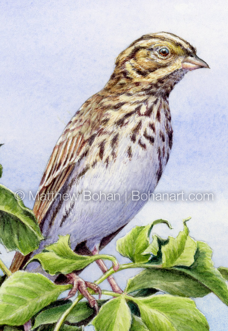 Savannah Sparrow (Detail from 7x10 inch Transparent Watercolor on Arches 140lb HP Paper)