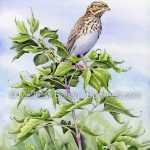 Savannah Sparrow (7x10 inch Transparent Watercolor on Arches 140lb HP Paper)
