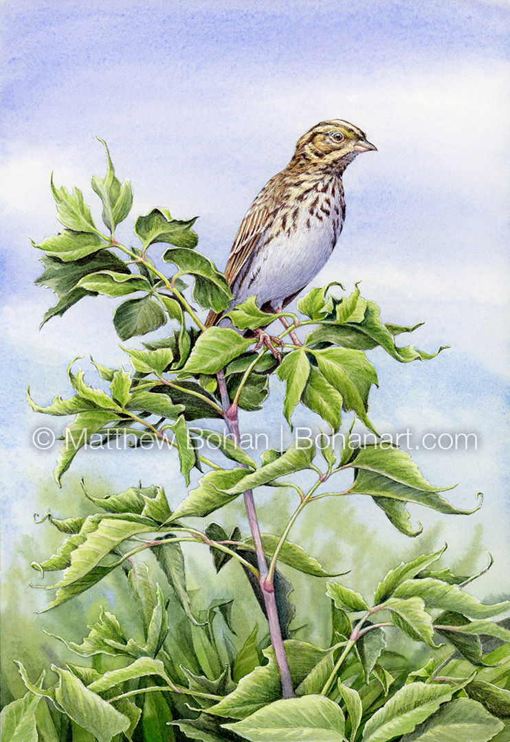 Savannah Sparrow (7x10 inch Transparent Watercolor on Arches 140lb HP Paper)