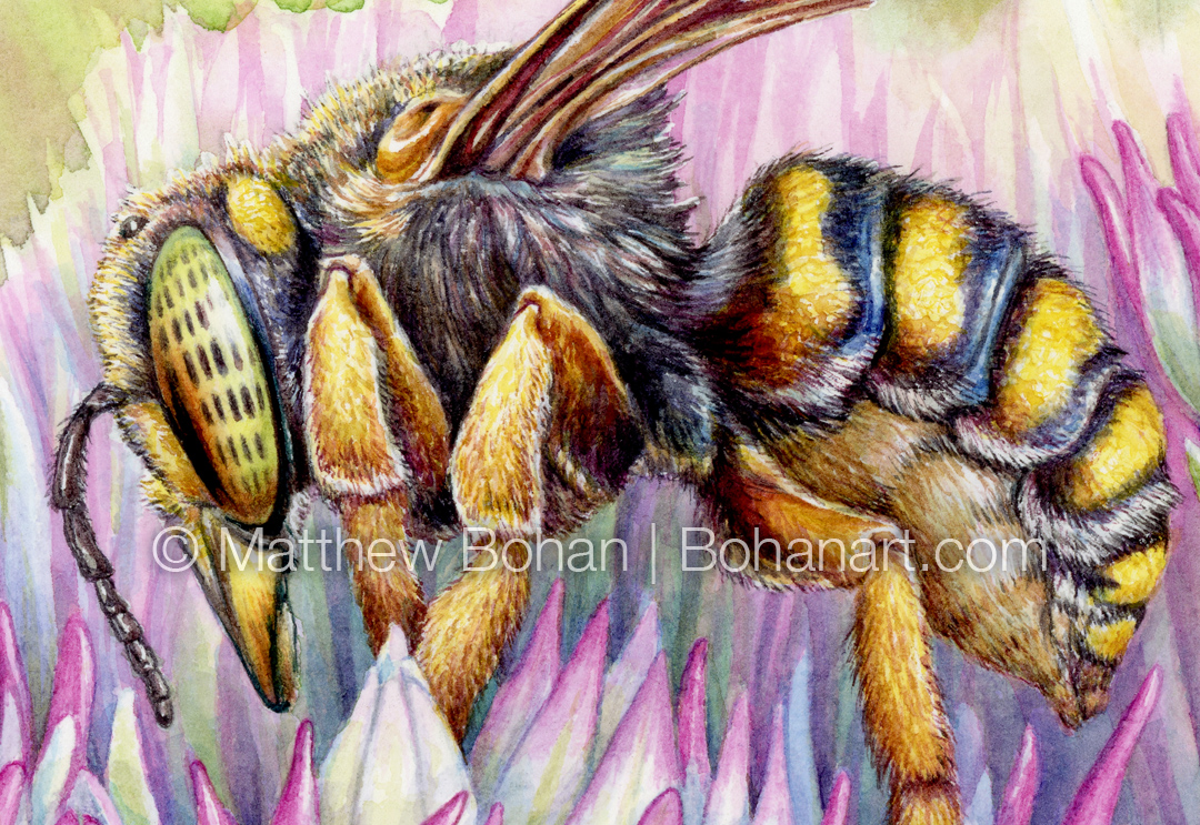 Oblong Woolcarder Bee (Detail from 7x10 inch Transparent Watercolor on Arches 140lb HP Paper)