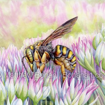 Oblong Wool Carder Bee Watercolor Painting