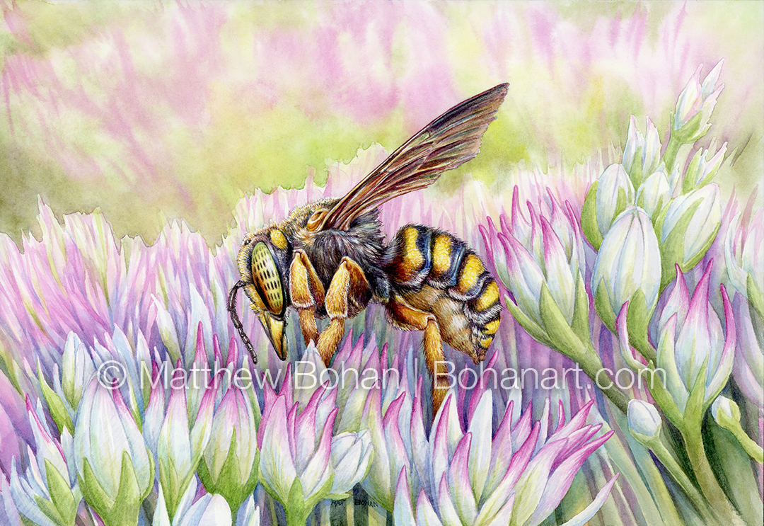 Oblong Wool Carder Bee (7x10-inch Transparent Watercolor on Arches 140lb HP Paper)