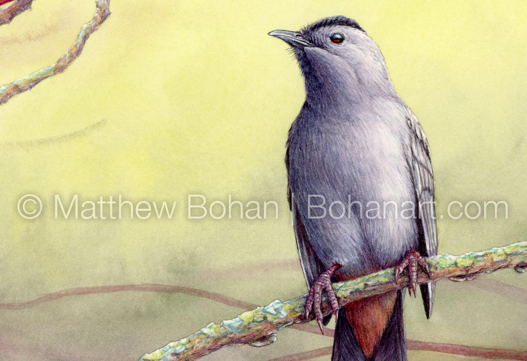 Gray Catbird (Detail from 7x10 inch Transparent Watercolor on Arches 140lb HP Paper)