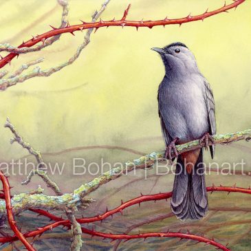 Gray Catbird Transparent Watercolor | Bird Illustration