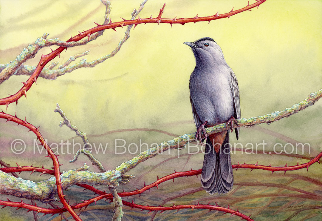 Gray Catbird (7x10 inch Transparent Watercolor on Arches 140lb HP Paper)