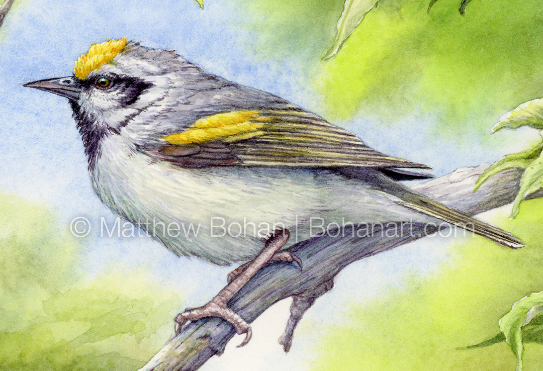 Golden-winged Warbler (Detail from 7x10 inch Transparent Watercolor on Arches 140lb HP Paper)