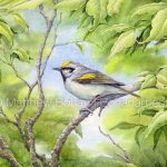 Painting a Golden-winged Warbler in Transparent Watercolor Golden-winged Warbler (7x10 inch Transparent Watercolor on Arches 140lb HP Paper)