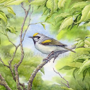 Painting a Golden-winged Warbler in Transparent Watercolor