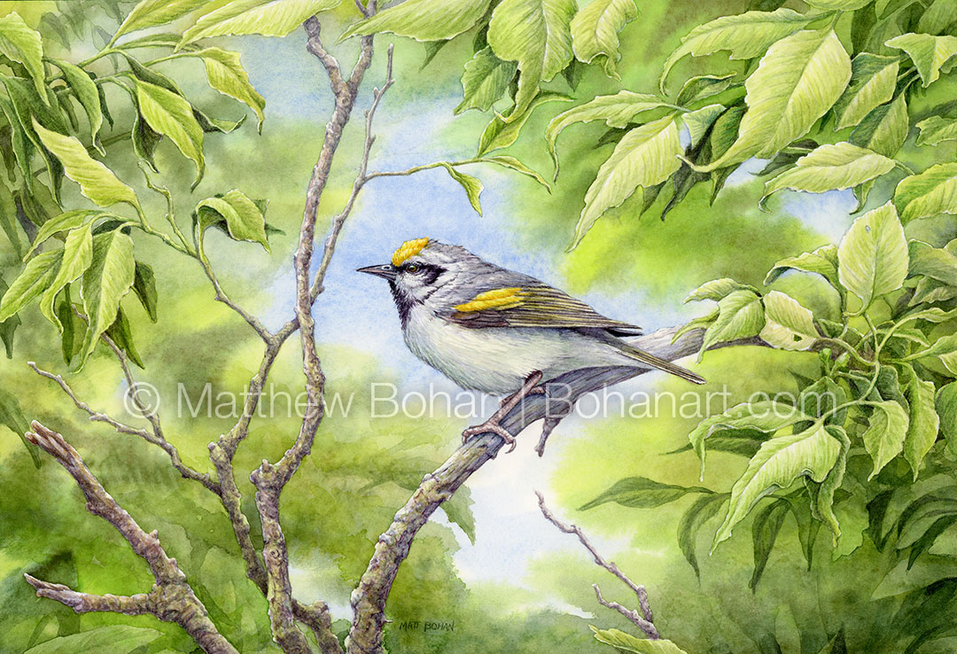 Golden-winged Warbler (7x10 inch Transparent Watercolor on Arches 140lb HP Paper)