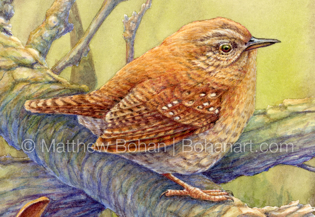 Winter Wren (Detail from 7x10 inch Transparent Watercolor on Arches 140lb HP Paper)