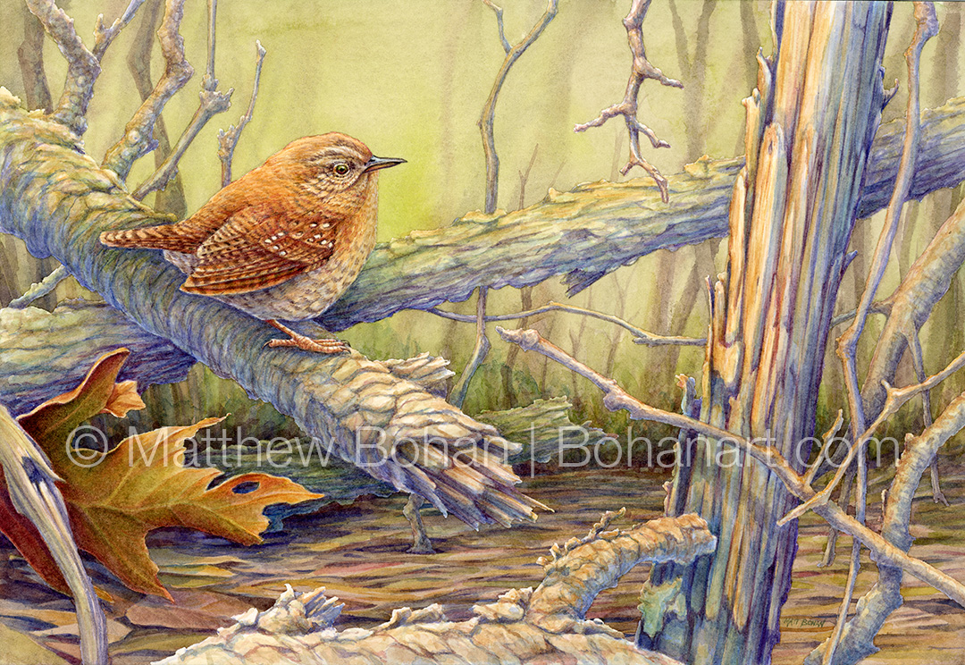 Winter Wren (7x10 inch Transparent Watercolor on Arches 140lb HP Paper)