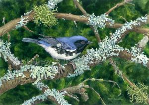 Black-throated Blue Warbler, Furrowed Shield Lichens and Limp-tufted Lichen (Transparent Watercolor on WN 140lb NCP Paper about 10 x 7 in) Original available