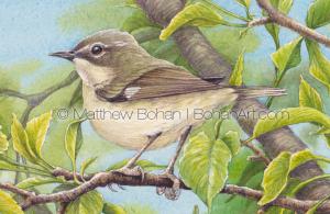 Female Black-throated Blue Warbler Transparent Watercolor Detail ( 7x10 on Arches 140lb HP Paper)