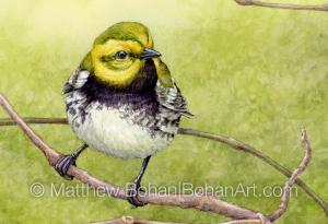 Black-throated Green Warbler (detail from 7x10 inch Transparent Watercolor on Arches 140lb HP Paper)