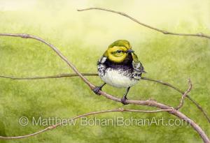 Black-throated Green Warbler (7x10 inch Transparent Watercolor on Arches 140lb HP Paper)