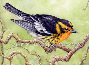 Blackburnian Warbler on Twisty Branches (Detail from 9x12 inch Transparent Watercolor on Kilimanjaro 140lb CP Paper)