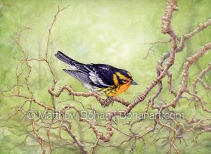 Blackburnian Warbler on Twisty Branches (9x12 inch Transparent Watercolor on Kilimanjaro 140lb CP Paper)