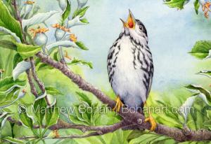 Blackpoll Warbler (detail from 7x10 inch Transparent Watercolor on Arches 140lb HP Paper)