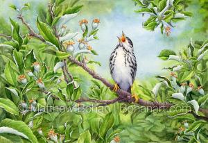 Blackpoll Warbler (7x10 inch Transparent Watercolor on Arches 140lb HP Paper)