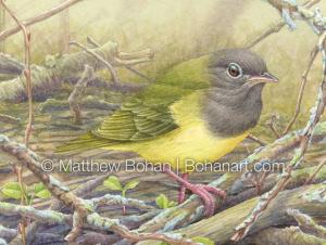 Connecticut Warbler (Detail from 9x12 inch Transparent Watercolor on Kilimanjaro 140lb CP Paper)