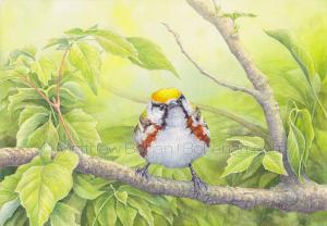 Grumpy Chestnut-sided Warbler (8x10 inch Transparent Watercolor on Arches 140lb HP Paper)