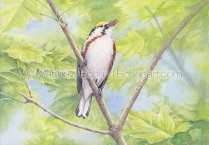 Chestnut-sided Warbler (Transparent Watercolor on Arches 140lb HP paper)