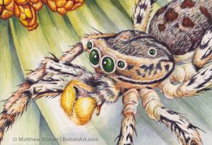 Male Dimorphic Jumping Spider Transparent Watercolor (Detail 2.5 x 3.5 in)