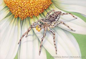 Male Dimorphic Jumping Spider Transparent Watercolor (7 x 10 in)