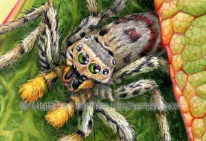 Dimorphic Jumping Spider on Redbud (Detail from 7x10 inch Transparent Watercolor on Arches 140lb HP paper)