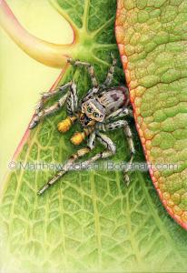 Dimorphic Jumping Spider on Redbud (7x10 inch Transparent Watercolor on Arches 140lb HP paper)