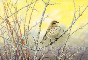 Fall Female Yellow-rumped Warbler (7x10 inch Transparent Watercolor on Arches 140lb HP Paper)