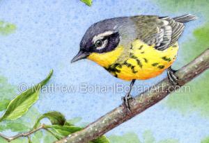 Magnolia Warbler (Detail from 7x10 inch Transparent Watercolor on Arches 140lb HP Paper)