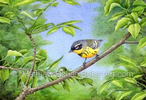 Magnolia Warbler (7x10 inch Transparent Watercolor on Arches 140lb HP Paper)