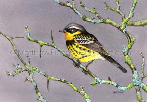 Magnolia Warbler (Transparent Watercolor on WN 140lb NCP Paper about 10 x 7 in) Original Available